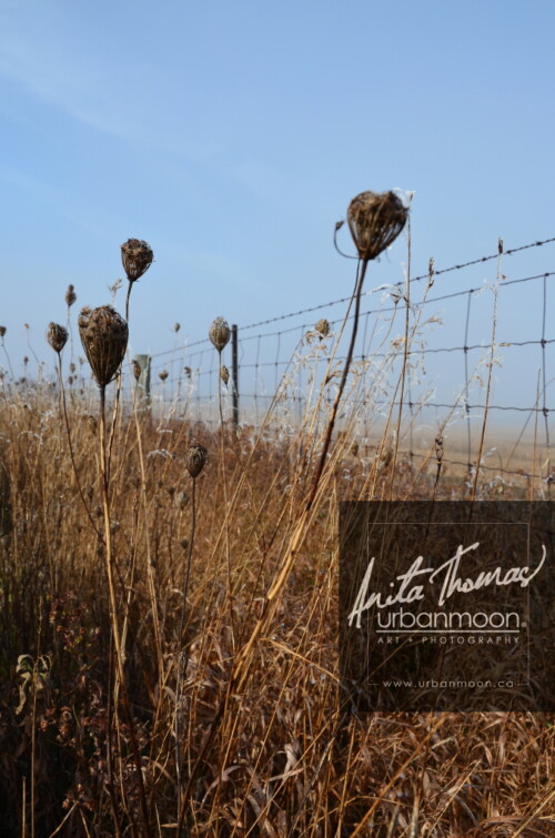 Landscape photography - Field in rural Ontario
(C)Anita Thomas All Rights Reserved. field and fence