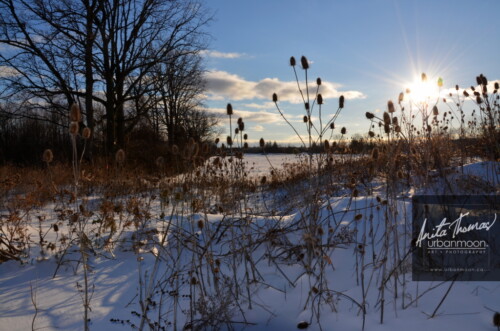 Landscape photography - A field after winter's first storm.
© Anita Thomas - Urbanmoon Photography. All Rights Reserved. field in winter