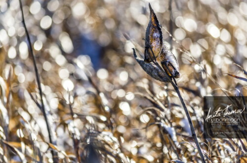 Beautiful light in winter produces a field of bokeh.
© Anita Thomas - Urbanmoon Photography. All Rights Reserved. Field of bokeh