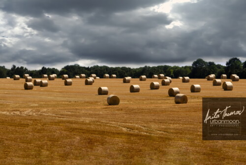 Landscape photography - Fields in rural France
(C)Anita Thomas All Rights Reserved. fields in france