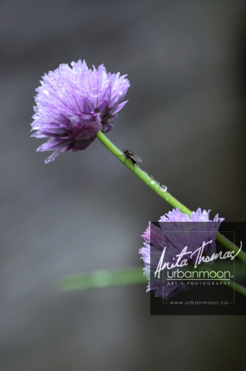 Nature photography - A fly climbs up a chive to its purple flower.
© Anita Thomas - Urbanmoon Photography. All Rights Reserved. flowers on chives