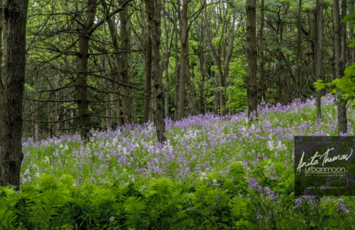 Landscape photography - Purple Flox in a forest
(C)Anita Thomas All Rights Reserved. flox in a forest