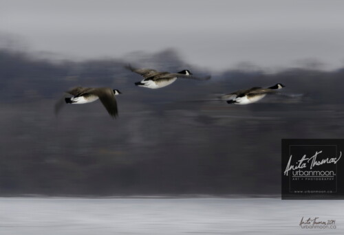 Nature photography - A flock of geese, disturbed by a visitor, quickly take flight to escape any threat.
© Anita Thomas - Urbanmoon Photography. All Rights Reserved. flying geese