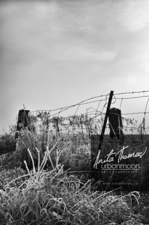 Black and white photography - A foggy morning in rural farmland with a barbed wire fence.
© Anita Thomas - Urbanmoon. All Rights Reserved. fog in rural farmland
