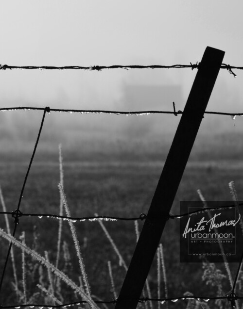 Black and white photography - A foggy morning in rural farmland with a barbed wire fence.
© Anita Thomas - Urbanmoon. All Rights Reserved. foggy morning in rural farmland