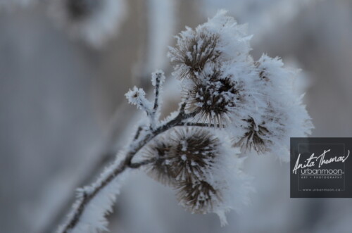Landscape photography - Frosted weeds on a cold winter's day.
© Anita Thomas - Urbanmoon Photography. All Rights Reserved. frosted weeds