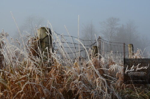 Landscape photography - Frosted covers the grasses in a farmer's field, as the mist of an early morning hangs in the distance.
(C)Anita Thomas All Rights Reserved. frosty field