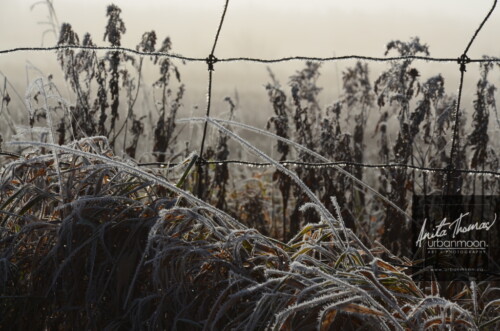 Landscape photography - Frost covering the grasses and a barbed wire fence slowly melts as the sun of a warm day starts to emerge.
(C)Anita Thomas All Rights Reserved. frosty field