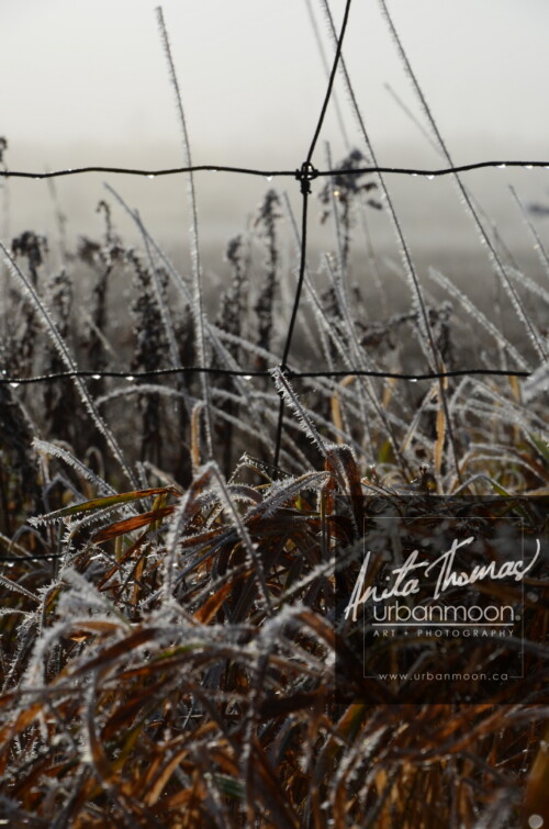 Landscape photography - Frost covering the grasses and a barbed wire fence slowly melts as the sun of a warm day starts to emerge.
(C)Anita Thomas All Rights Reserved. frosty field