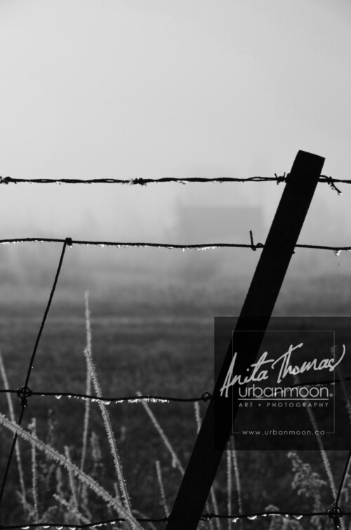 Landscape photography - Frost covering the grasses and a barbed wire fence slowly melts as the sun of a warm day starts to emerge.
(C)Anita Thomas All Rights Reserved. frosty field