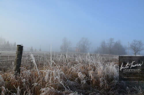 Landscape photography - Frosted covers the grasses in a farmer's field, as the mist of an early morning hangs in the distance.
(C)Anita Thomas All Rights Reserved. frosty field