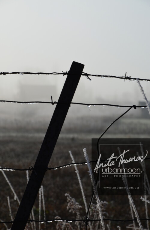 Landscape photography - Frost covering the grasses and a barbed wire fence slowly melts as the sun of a warm day starts to emerge.
(C)Anita Thomas All Rights Reserved. frosty field