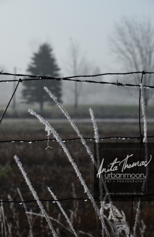 Landscape photography - Frost covering the grasses and a barbed wire fence slowly melts as the sun of a warm day starts to emerge.
(C)Anita Thomas All Rights Reserved. frosty field