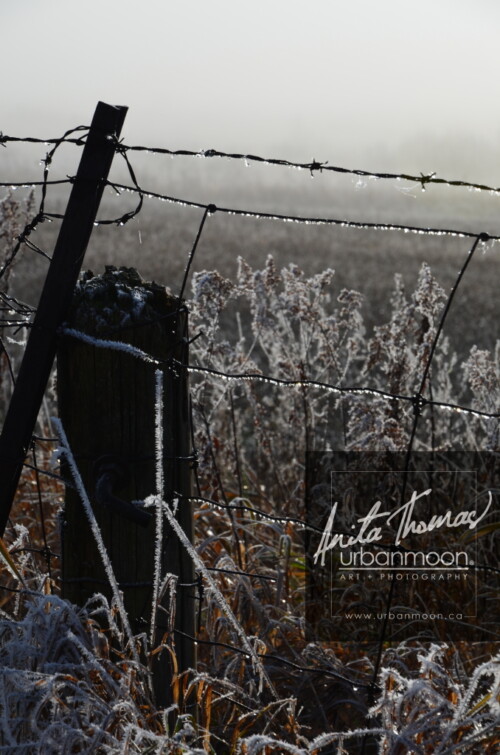 Landscape photography - Frosted covers the grasses in a farmer's field, as the mist of an early morning hangs in the distance.
(C)Anita Thomas All Rights Reserved. frosty field