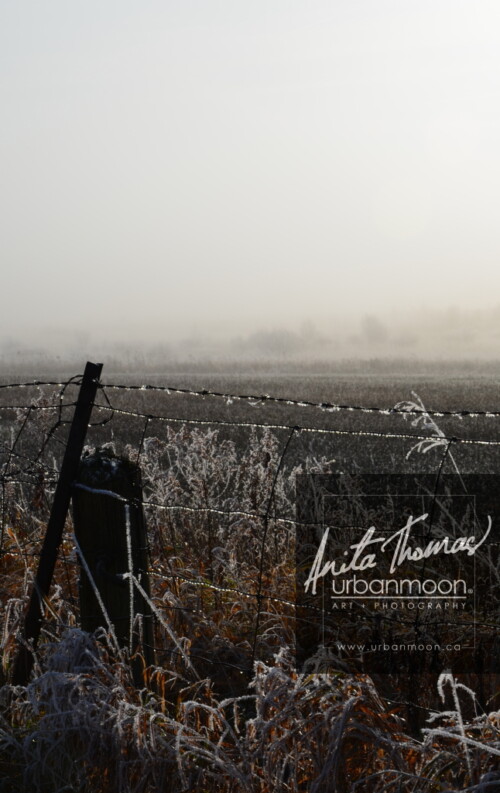Landscape photography - Frosted covers the grasses in a farmer's field, as the mist of an early morning hangs in the distance.
(C)Anita Thomas All Rights Reserved. frosty field