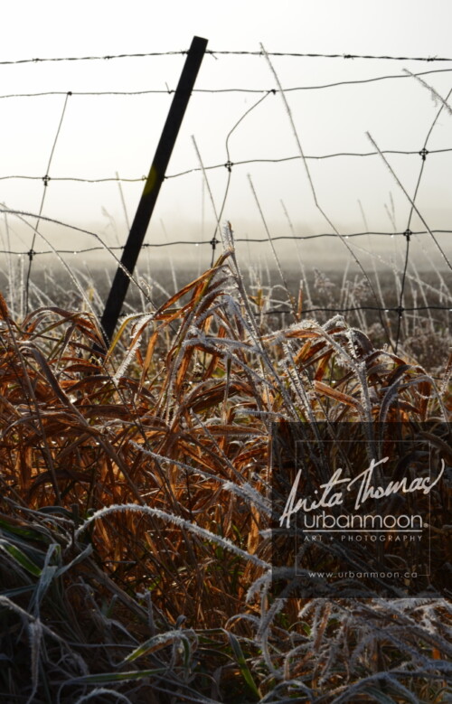 Landscape photography - Frosted covers the grasses in a farmer's field, as the mist of an early morning hangs in the distance.
(C)Anita Thomas All Rights Reserved. frosty field