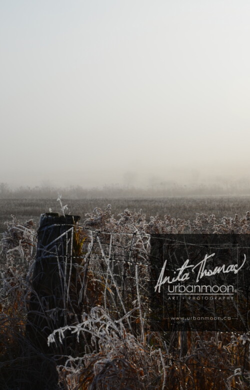 Landscape photography - Frosted covers the grasses in a farmer's field, as the mist of an early morning hangs in the distance.
(C)Anita Thomas All Rights Reserved. frosty field