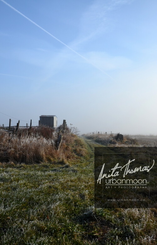 Landscape photography - A foggy morning slowly clears with the promise of a warmer day.
(C)Anita Thomas All Rights Reserved. frosty field