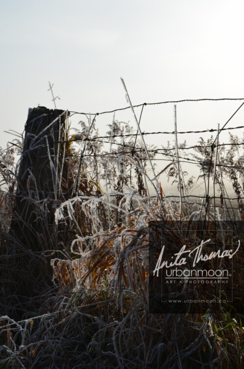 Landscape photography - Frosted covers the grasses in a farmer's field, as the mist of an early morning hangs in the distance.
(C)Anita Thomas All Rights Reserved. frosty field