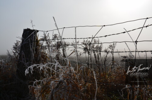 Landscape photography - Frosted covers the grasses in a farmer's field, as the mist of an early morning hangs in the distance.
(C)Anita Thomas All Rights Reserved. frosty field