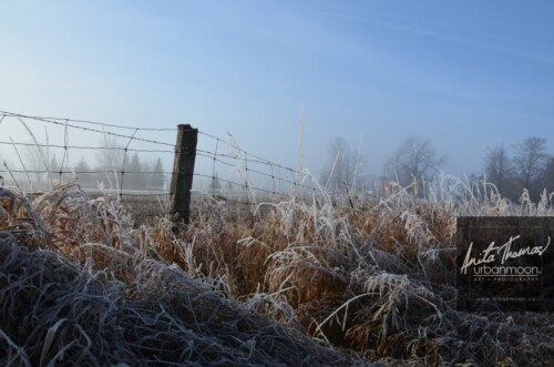 Landscape photography - Frosted covers the grasses in a farmer's field, as the mist of an early morning hangs in the distance.
(C)Anita Thomas All Rights Reserved. frosty field