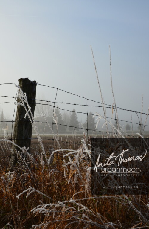 Landscape photography - Frosted covers the grasses in a farmer's field, as the mist of an early morning hangs in the distance.
(C)Anita Thomas All Rights Reserved. frosty field