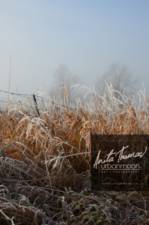 Landscape photography - Frosted covers the grasses in a farmer's field, as the mist of an early morning hangs in the distance.
(C)Anita Thomas All Rights Reserved. frosty field