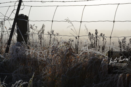 Landscape photography - Frost covering the grasses and a barbed wire fence slowly melts as the sun of a warm day starts to emerge.
(C)Anita Thomas All Rights Reserved. frosty field