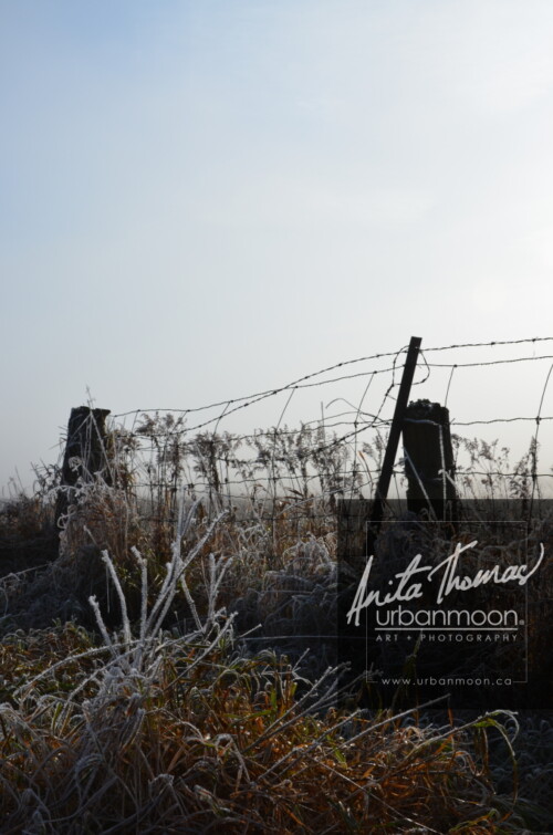 Landscape photography - Frosted covers the grasses in a farmer's field, as the mist of an early morning hangs in the distance.
(C)Anita Thomas All Rights Reserved. frosty field