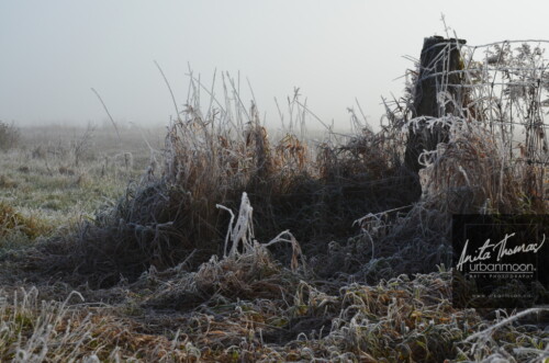 Landscape photography - Frosted covers the grasses in a farmer's field, as the mist of an early morning hangs in the distance.
(C)Anita Thomas All Rights Reserved. frosty field