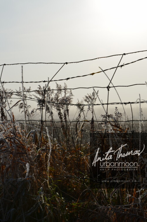 Landscape photography - Frosted covers the grasses in a farmer's field, as the mist of an early morning hangs in the distance.
(C)Anita Thomas All Rights Reserved. frosty field
