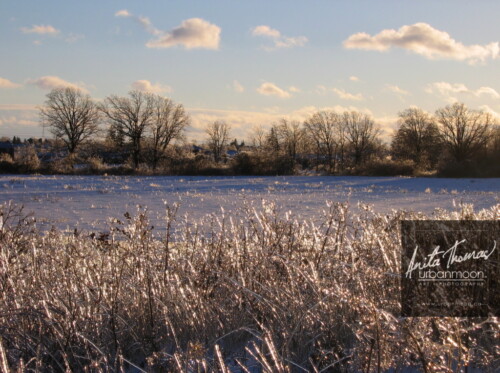 Landscape photography - Frozen grasses in a field, the morning after a storm.
© Anita Thomas - Urbanmoon Photography. All Rights Reserved. frozen grasses in a field