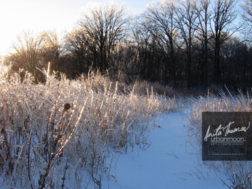 Landscape photography - Frozen grasses in a field, the morning after a storm.
© Anita Thomas - Urbanmoon Photography. All Rights Reserved. frozen grasses in a field