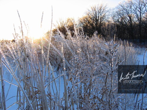 Landscape photography - Grasses are encrusted with ice, the morning after a storm.
© Anita Thomas - Urbanmoon Photography. All Rights Reserved. frozen grasses in a field