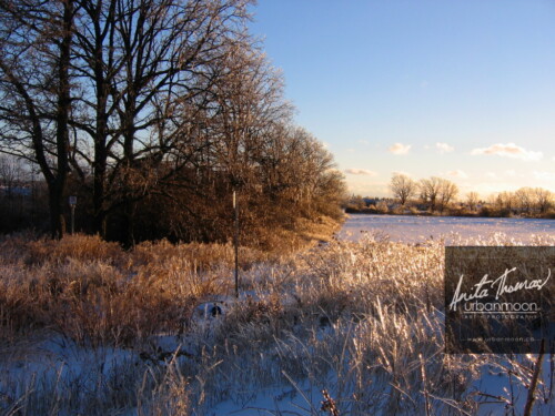 Landscape photography - Frozen grasses in a field, the morning after a storm.
© Anita Thomas - Urbanmoon Photography. All Rights Reserved. frozen grasses in a field