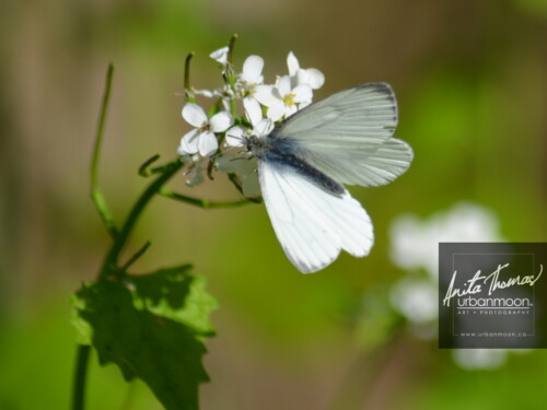 Landscape photography - A French butterfly lands on some Alliaria petiolata (garlic mustard) in Paris, France.
(C)Anita Thomas All Rights Reserved. garlic mustard
