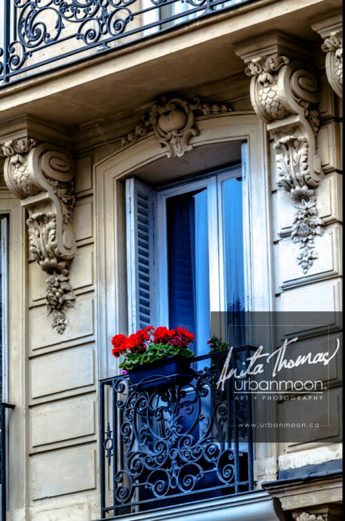 Urban photography - Geraniums in a Paris window, Paris, France
© Anita Thomas - Urbanmoon Photography. All Rights Reserved. geraniums in a paris window