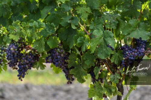 Landscape photography - Grapevines in Niagara, Ontario
(C)Anita Thomas All Rights Reserved. grapevines