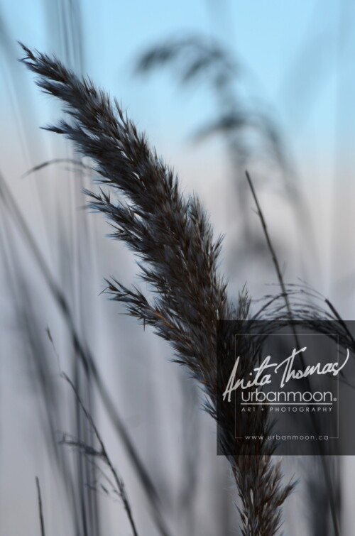 Landscape photography - Grasses in a field and their muted shades compliment a soft blue sky.
© Anita Thomas - Urbanmoon Photography. All Rights Reserved. grasses in a field