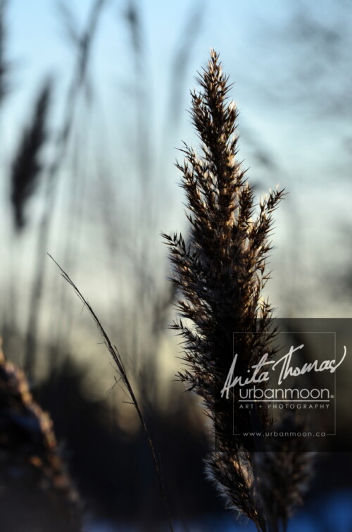 Landscape photography - Grasses in a field and their muted shades compliment a soft blue sky.
© Anita Thomas - Urbanmoon Photography. All Rights Reserved. grasses in a field