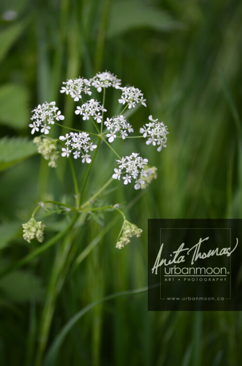 Landscape photography - Hemlock in Paris, France
(C)Anita Thomas All Rights Reserved. hemlock