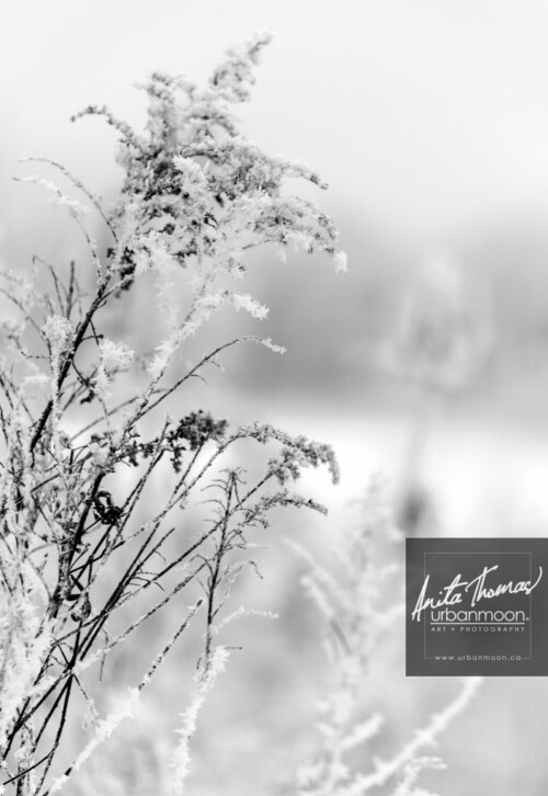 Black and white photography - Hoar frost on wild field plants in winter.
© Anita Thomas - Urbanmoon. All Rights Reserved. hoar frost on field plants