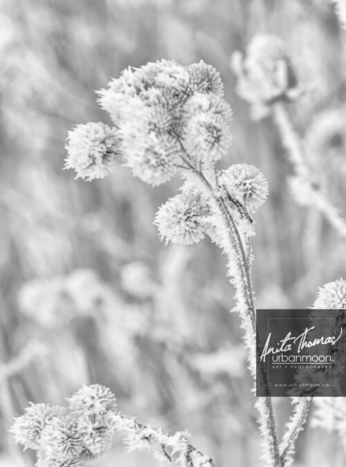 Black and white photography - Hoar frost on wild field plants in winter.
© Anita Thomas - Urbanmoon. All Rights Reserved. hoar frost on field plants