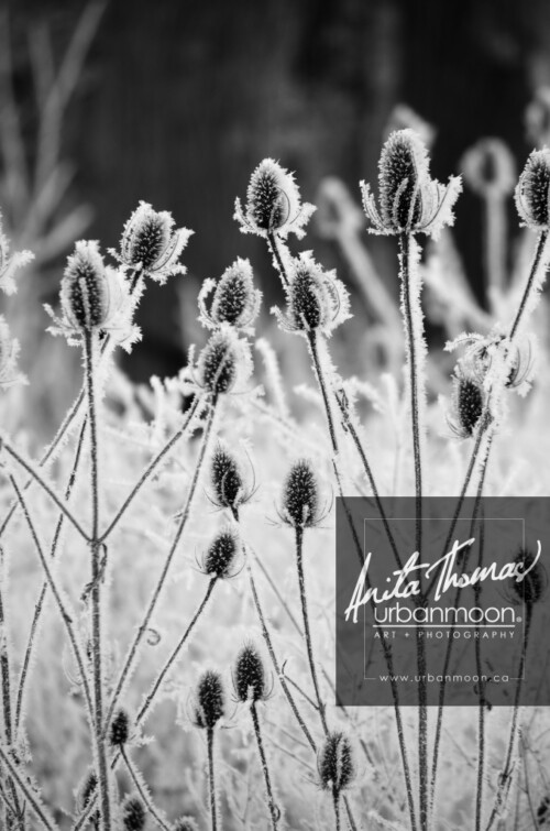 Black and white photography - Hoar frost on teasel in a field in winter
© Anita Thomas - Urbanmoon. All Rights Reserved. hoar frost on teasel