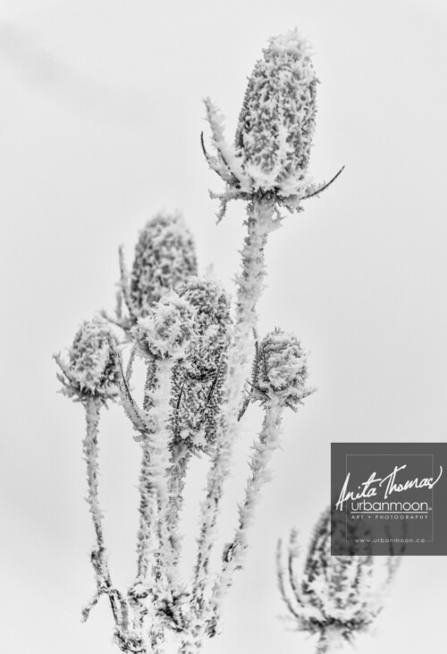 Black and white photography - Hoar frost on wild field plants in winter.
© Anita Thomas - Urbanmoon. All Rights Reserved. hoar frost on wild field plants