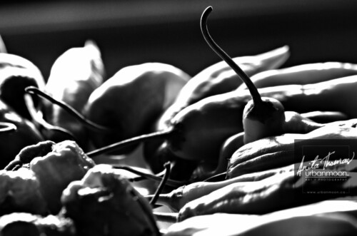 Black and white photography - Hot peppers ripen on a plate in sunshine from a window.
© Anita Thomas - Urbanmoon. All Rights Reserved. hot peppers ripen on a plate