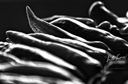 Black and white photography - Hot peppers ripen on a plate in sunshine from a window.
© Anita Thomas - Urbanmoon. All Rights Reserved. hot peppers ripen on a plate