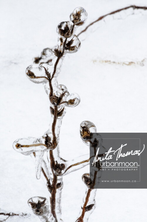 Landscape photography - Ice encapsulated plant
© Anita Thomas - Urbanmoon Photography. All Rights Reserved. ice encapsulated plant
