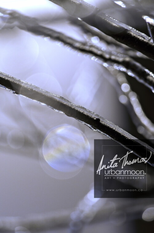 Landscape photography - Ice encrusted tree branches with bokeh at night.
© Anita Thomas - Urbanmoon Photography. All Rights Reserved. ice encrusted tree branches