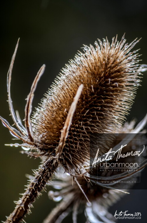 Landscape photography - Teasle after an unwelcome mid-April ice storm. The only good thing about a day like that is the chance to go out and take photos.
(C)Anita Thomas All Rights Reserved. iced teasle